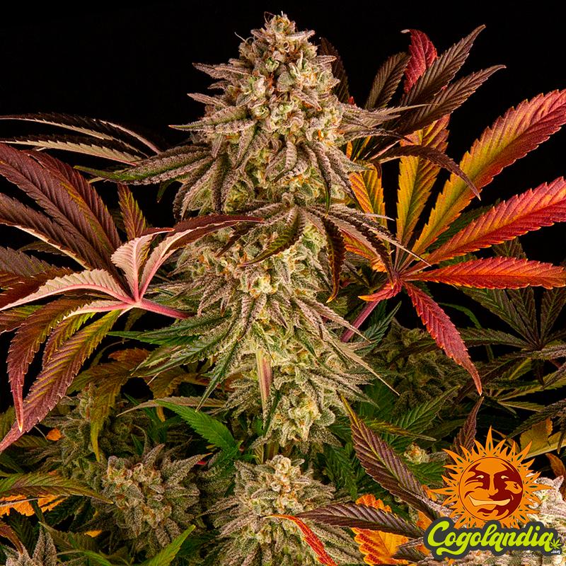 Blue Sunset Sherbert - Barney's Farm
