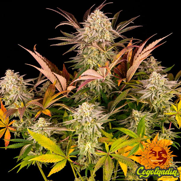 Blue Sunset Sherbert - Barney's Farm