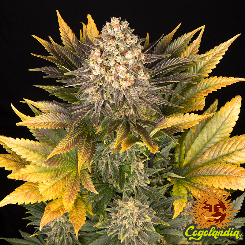 Banana Punch - Barney's Farm