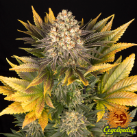 Banana Punch - Barney's Farm