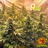 Banana Punch - Barney's Farm