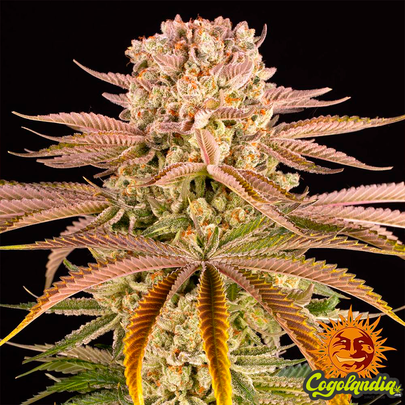 Pineapple Express - Barney's Farm Semillas Feminizadas