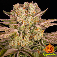 Pineapple Express - Barney's Farm Semillas Feminizadas