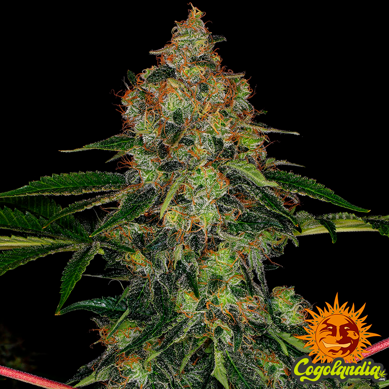 Shiskaberry - Barney's Farm