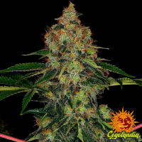 Shiskaberry - Barney's Farm