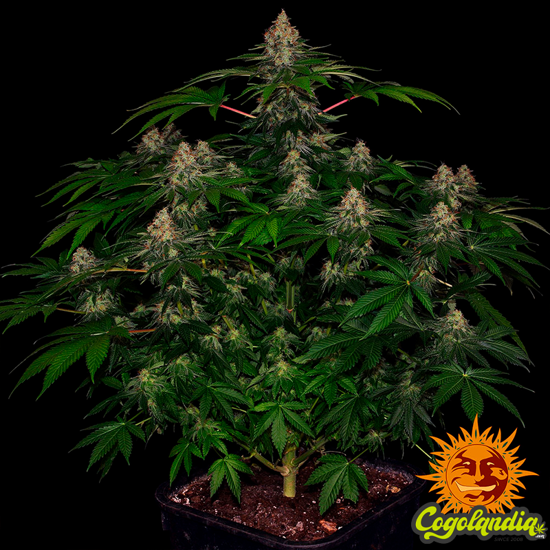 Shiskaberry - Barney's Farm
