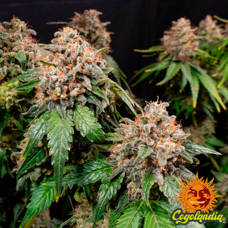 White Widow XXL - Barney's Farm