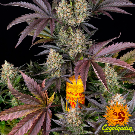 OG Kush - Barney's Farm