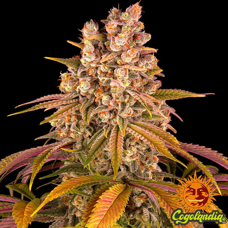 Lemon Tree - Barneys Farm Semillas Feminizadas