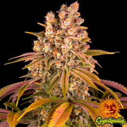 Lemon Tree - Barneys Farm Semillas Feminizadas