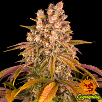 Lemon Tree - Barneys Farm Semillas Feminizadas