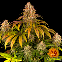 Lemon Tree - Barneys Farm Semillas Feminizadas