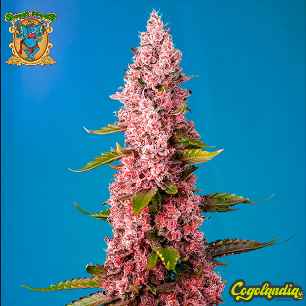 Red Hot Cookies - Sweet Seeds