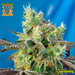 Do-Sweet-Dos - Sweet Seeds
