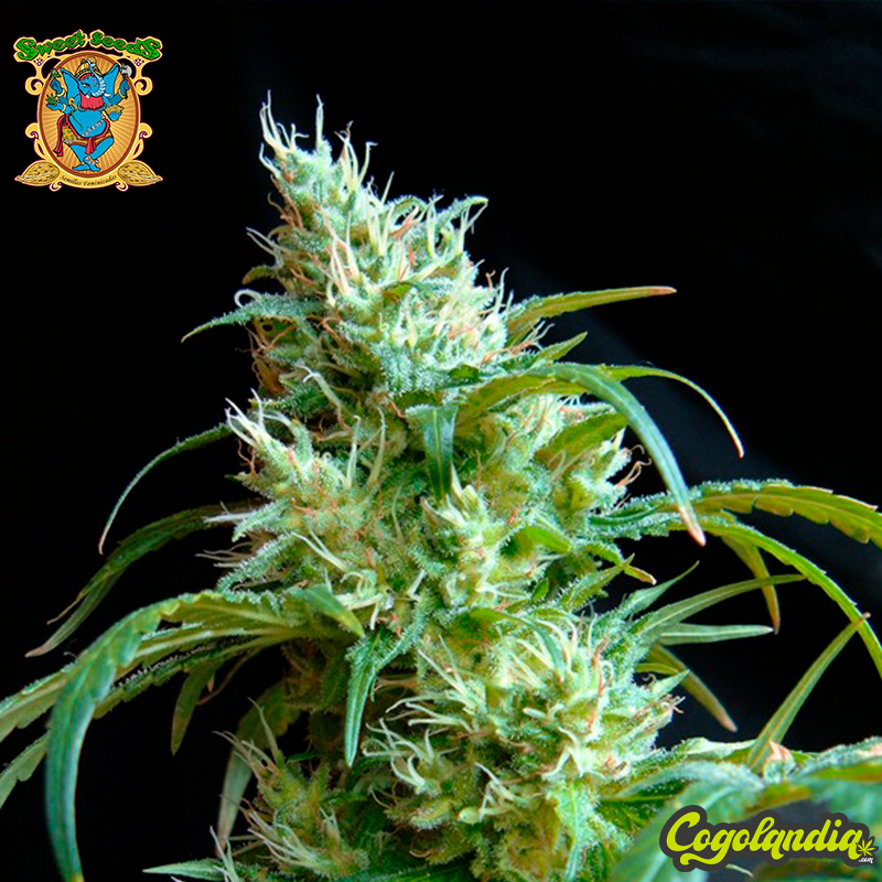 Flash Back n2 - Sweet Seeds Flash Back n2 - Sweet Seeds