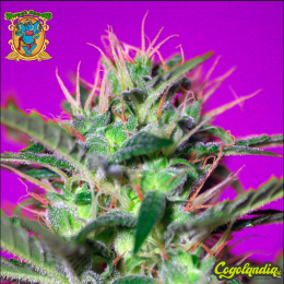 Botafumeiros - Sweet Seeds