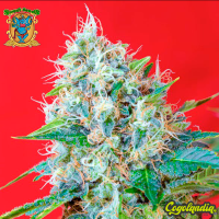 Green Poison - Sweet Seeds Semillas Feminizadas