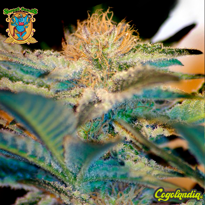 Mohan Ram - Sweet Seeds Mohan Ram - Sweet Seeds