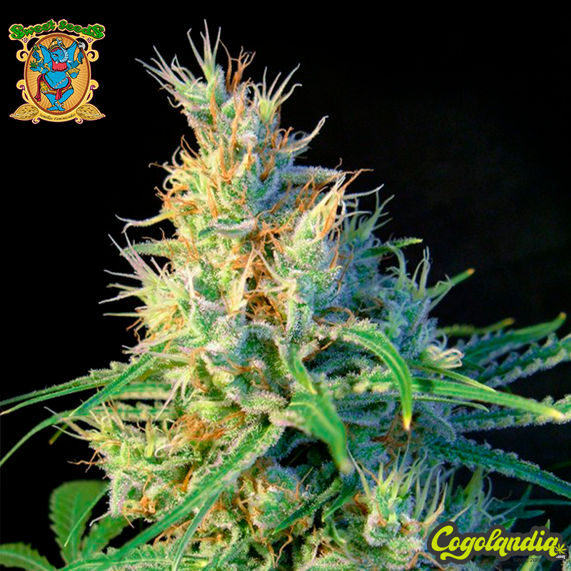Psicodelicia - Sweet Seeds Psicodelicia - Sweet Seeds