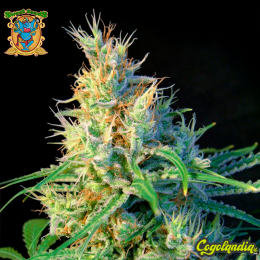Psicodelicia - Sweet Seeds Psicodelicia - Sweet Seeds