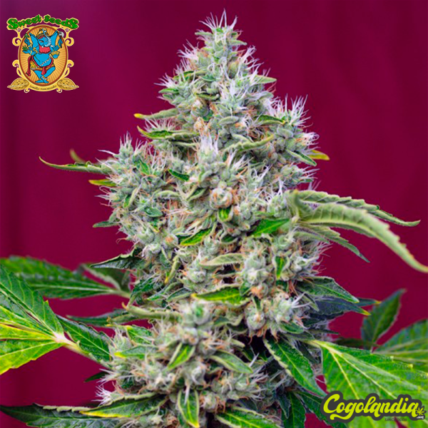 San Fernando Lemon Kush - Sweet Seeds Semillas Feminizadas