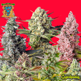 Sweet Mix Feminizadas - Sweet Seeds