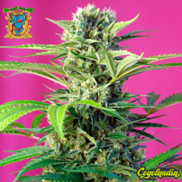 Chem Beyond Diesel CBD - Sweet Seeds