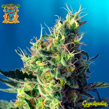 Sweet Pure CBD - Sweet Seeds Semillas CBD