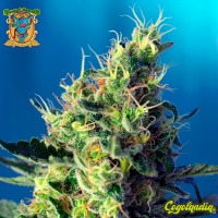Sweet Pure CBD - Sweet Seeds Semillas CBD
