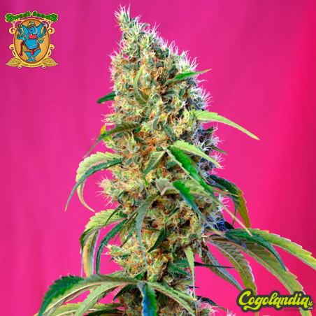Black Jack CBD - Sweet Seeds Semillas CBD