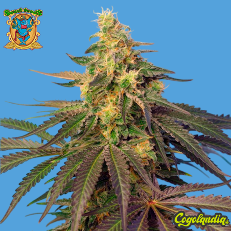 Cream Caramel CBD - Sweet Seeds Semillas CBD