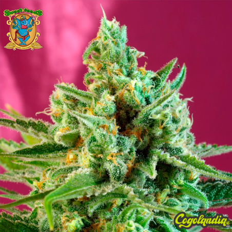 S.A.D. Sweet Afgani Delicious CBD - Sweet Seeds Semillas CBD