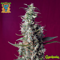 Sweet Cherry Pie - Sweet Seeds Positronics Feminizadas
