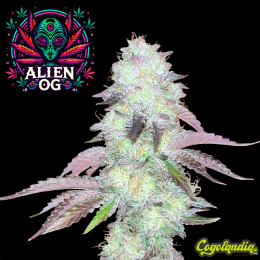 Alien OG a Granel Alien OG a Granel