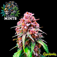 Animal Mints a Granel 