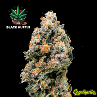 Black Muffin a Granel 
