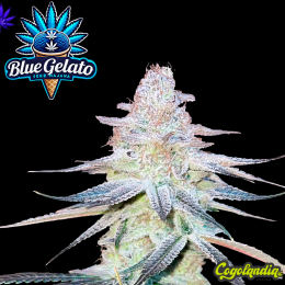 Blue Gelato a Granel Blue Gelato a Granel