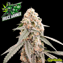 Bruce Banner a Granel Bruce Banner a Granel