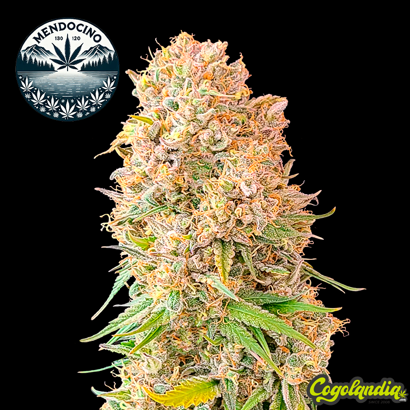 Mendocino Kush a Granel Mendocino Kush a Granel