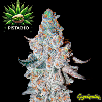 Pistacho a Granel