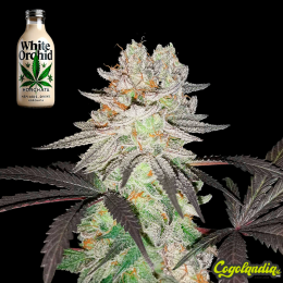 White Orchid a Granel 