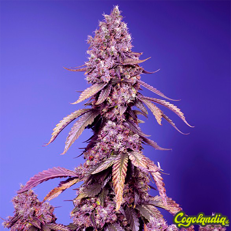 Black Muffin F1 Fast Version - Sweet Seeds Semillas Feminizadas