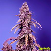 Black Muffin F1 Fast Version - Sweet Seeds Semillas Feminizadas