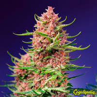 Strawberry Cola Sherbet F1 FV - Sweet Seeds