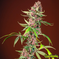 Red Mandarine F1 FV - Sweet Seeds Semillas Feminizadas