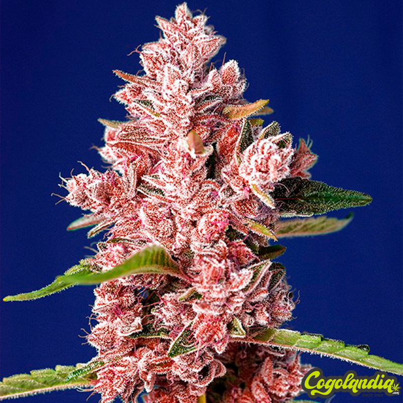 Tropicanna Poison F1 FV - Sweet Seeds