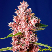 Tropicanna Poison F1 FV - Sweet Seeds