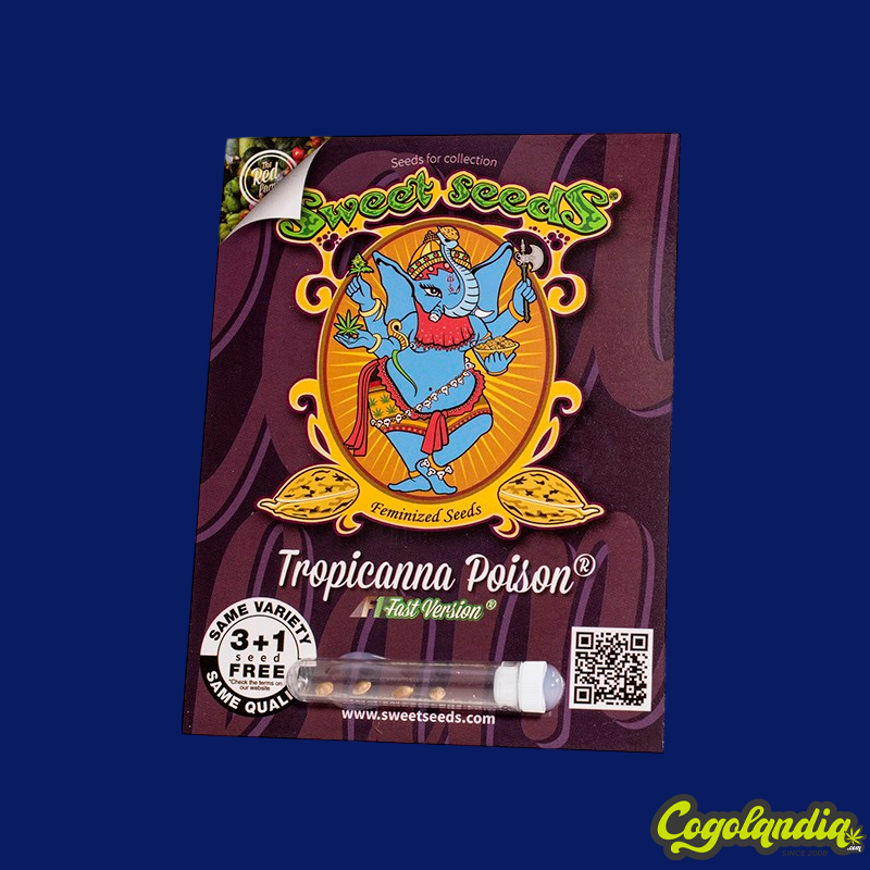 Tropicanna Poison F1 FV - Sweet Seeds