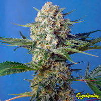 Crystal Candy F1 FV - Sweet Seeds