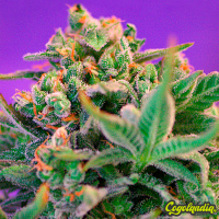 Sweet Cheese F1 FV - Sweet Seeds Semillas Feminizadas